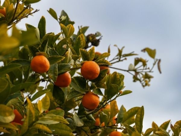 Árboles frutales de temporada