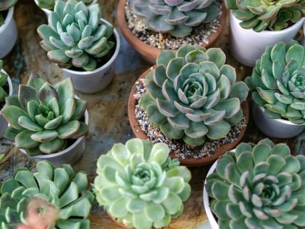 Suculentas y cactáceas